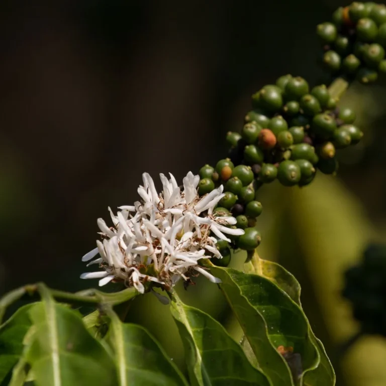 Experimento Sorprende a Agricultores